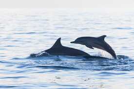ONE HOUR DOLPHIN TRIP IN GOA